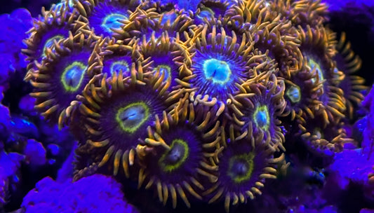 Rainbow Hornet Zoanthids