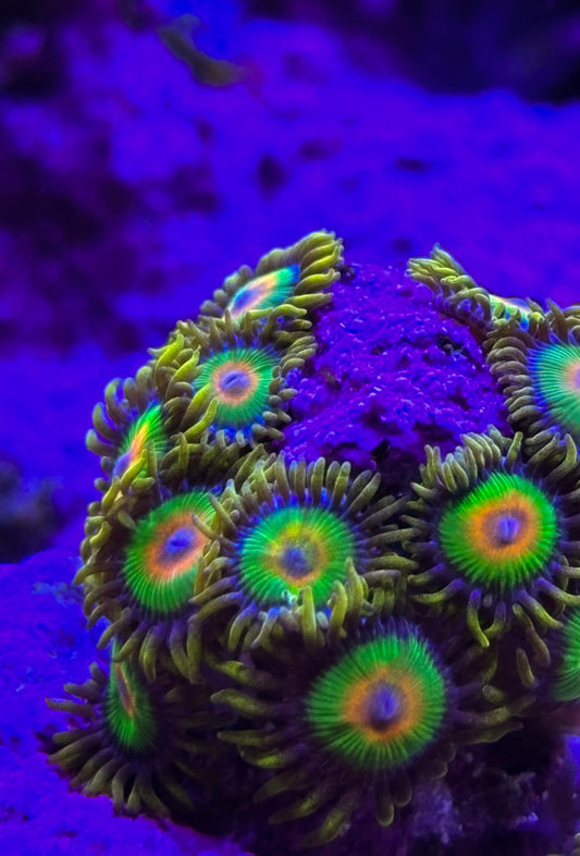 Rasta Zoanthids