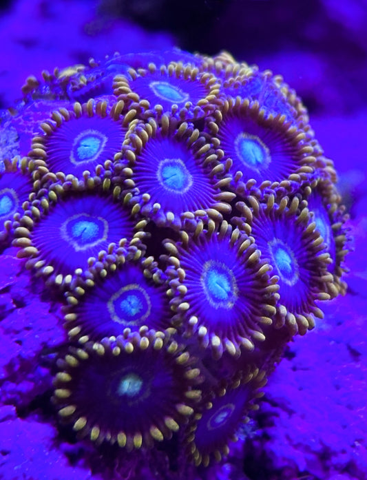 Purple Hornet Zoanthids