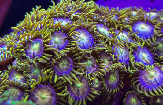 Mansa Musa Zoanthids