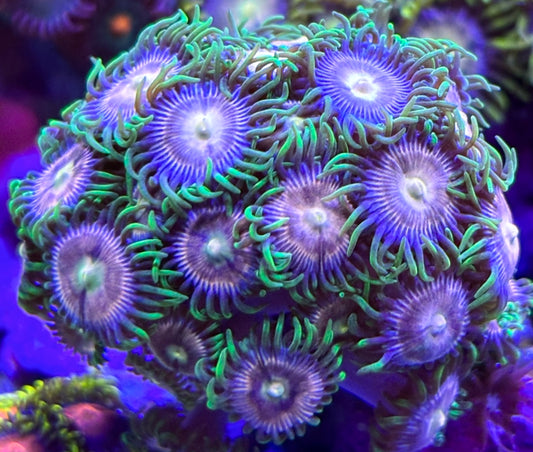 Golden Goddess Zoanthids
