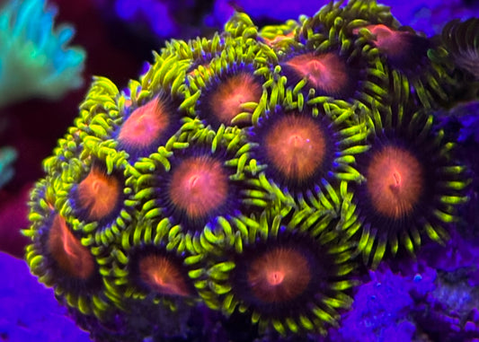 Dragon Eye Zoanthids