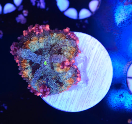 WYSIWYG Rainbow Frankenstein Mushroom 1.5"