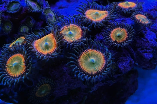 Sunny D Zoanthids