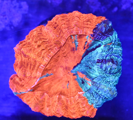 WYSIWYG Ultra Rainbow Acanthophyllia 4.5" (BRIGHT!)