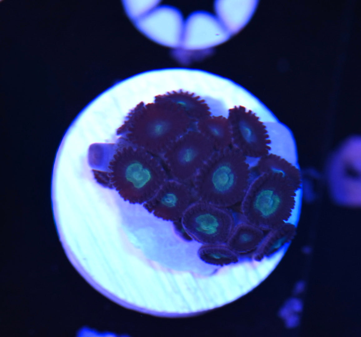 WYSIWYG Blue Moon Zoanthids