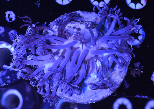 WYSIWYG XL Waving Hand Xenia Colony 4.5"