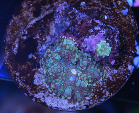 WYSIWYG Rainbow Yuma Mushroom 2" (With Two Babies!)