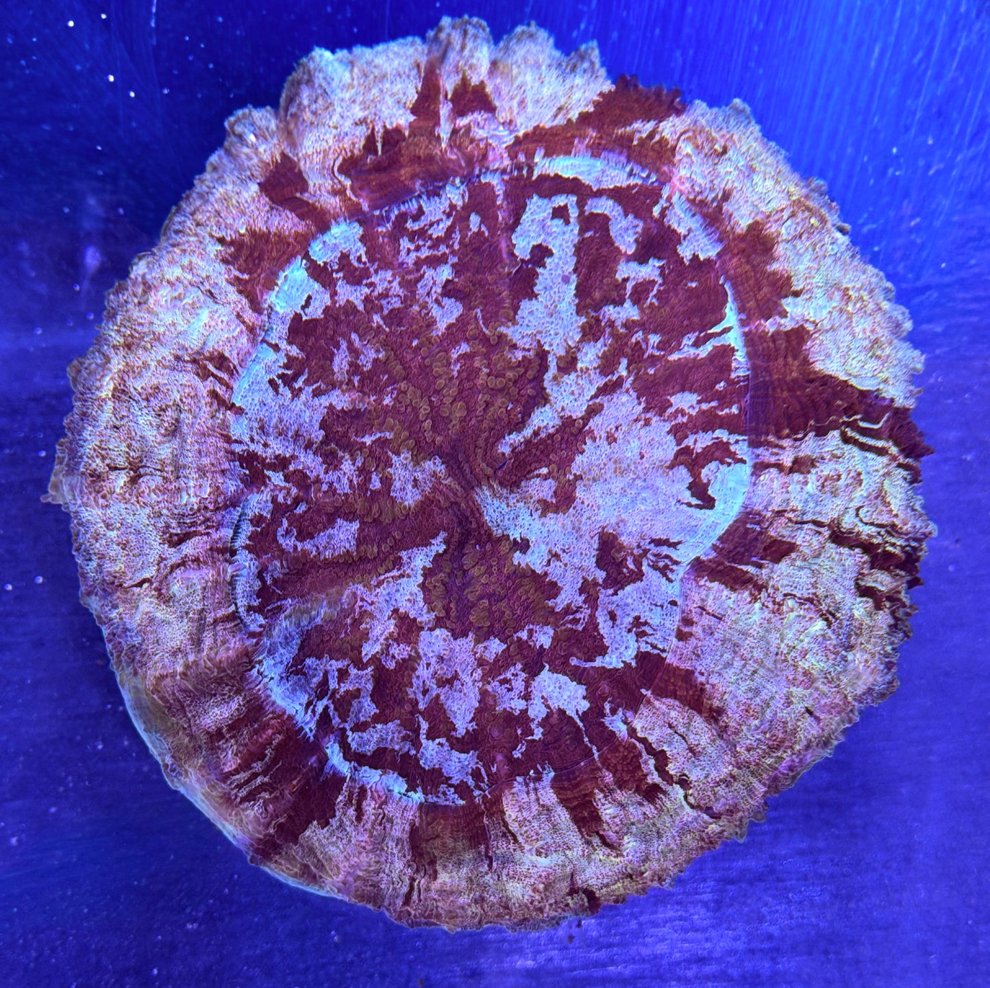 WYSIWYG Blood Splatter Rainbow Acanthophyllia 5.5" (WOW!)
