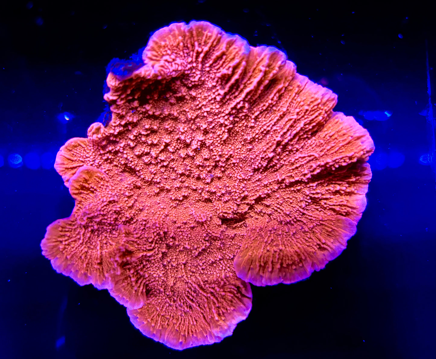 Orange Montipora