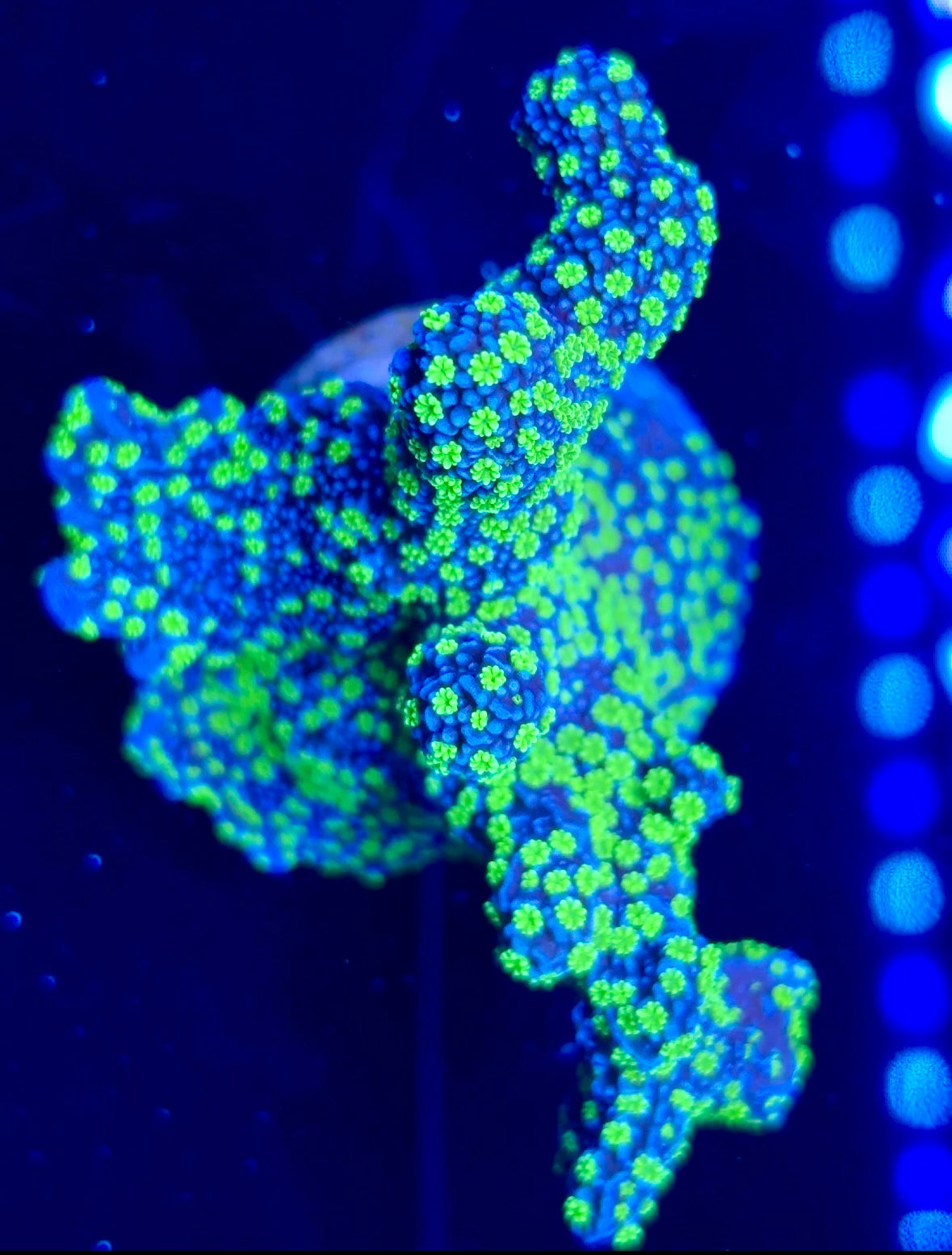 Tubbs Stellata Montipora