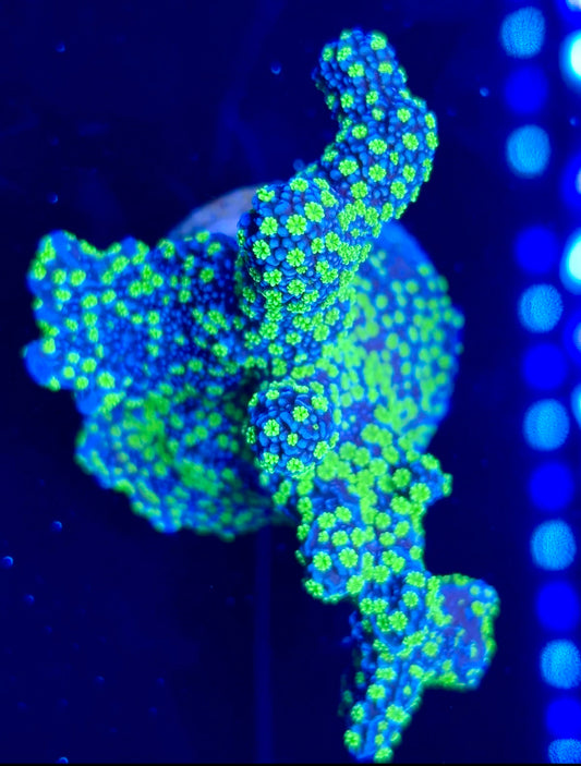 Tubbs Stellata Montipora