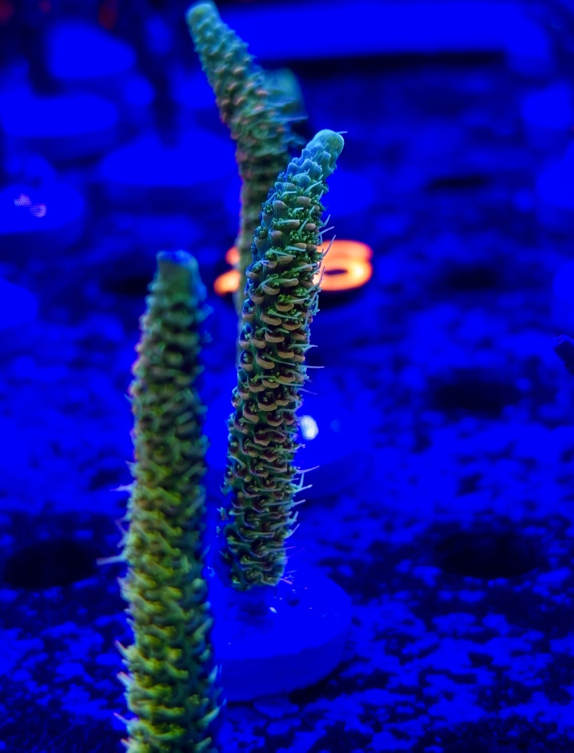 ASD Rainbow Millepora