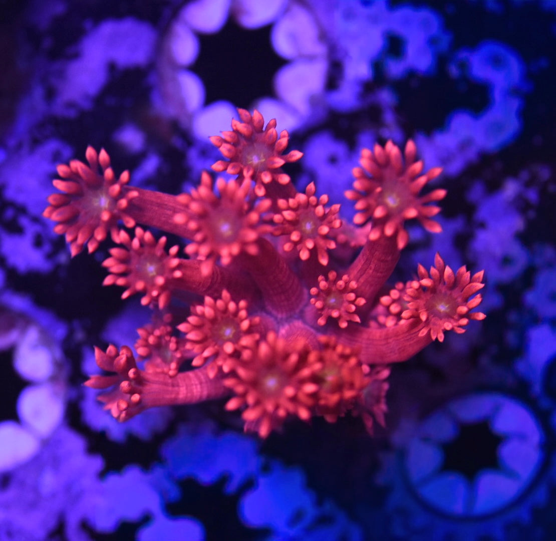 WYSIWYG Hot Pink Goniopora 1.5" (BRIGHT!!)