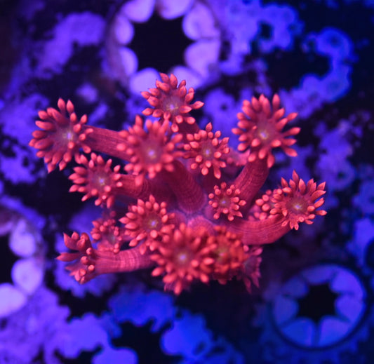 WYSIWYG Hot Pink Goniopora 1.5" (BRIGHT!!)