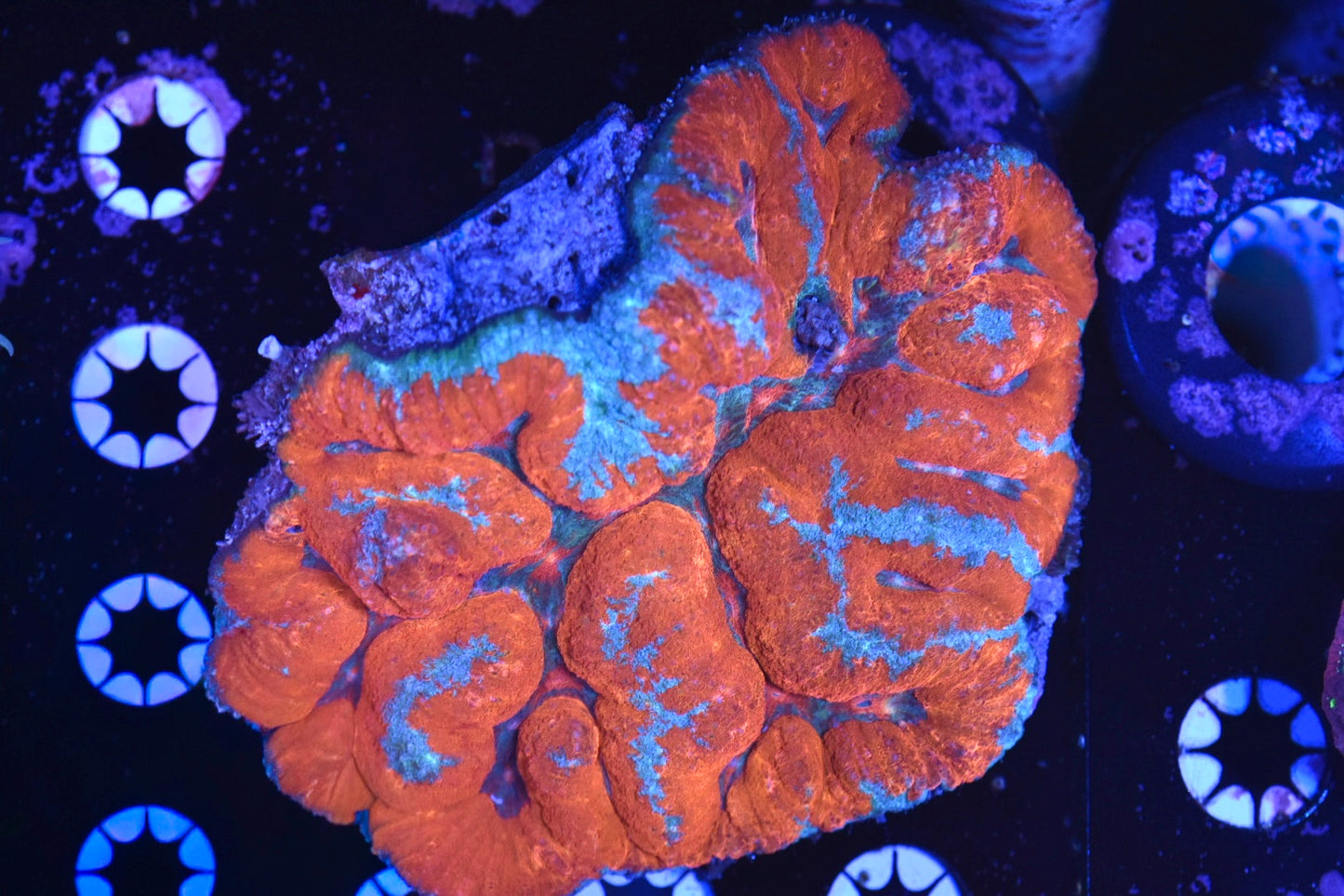 WYSIWYG Ultra Rainbow Symphyllia 5" (WOW!)