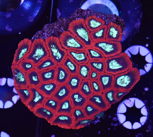 WYSIWYG Red and Teal Favia Colony 3.5"