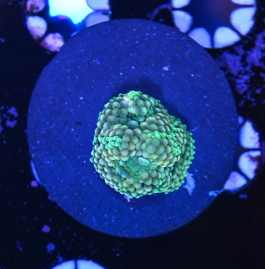 WYSIWYG Green and Gold Ricordea Mushroom 1"