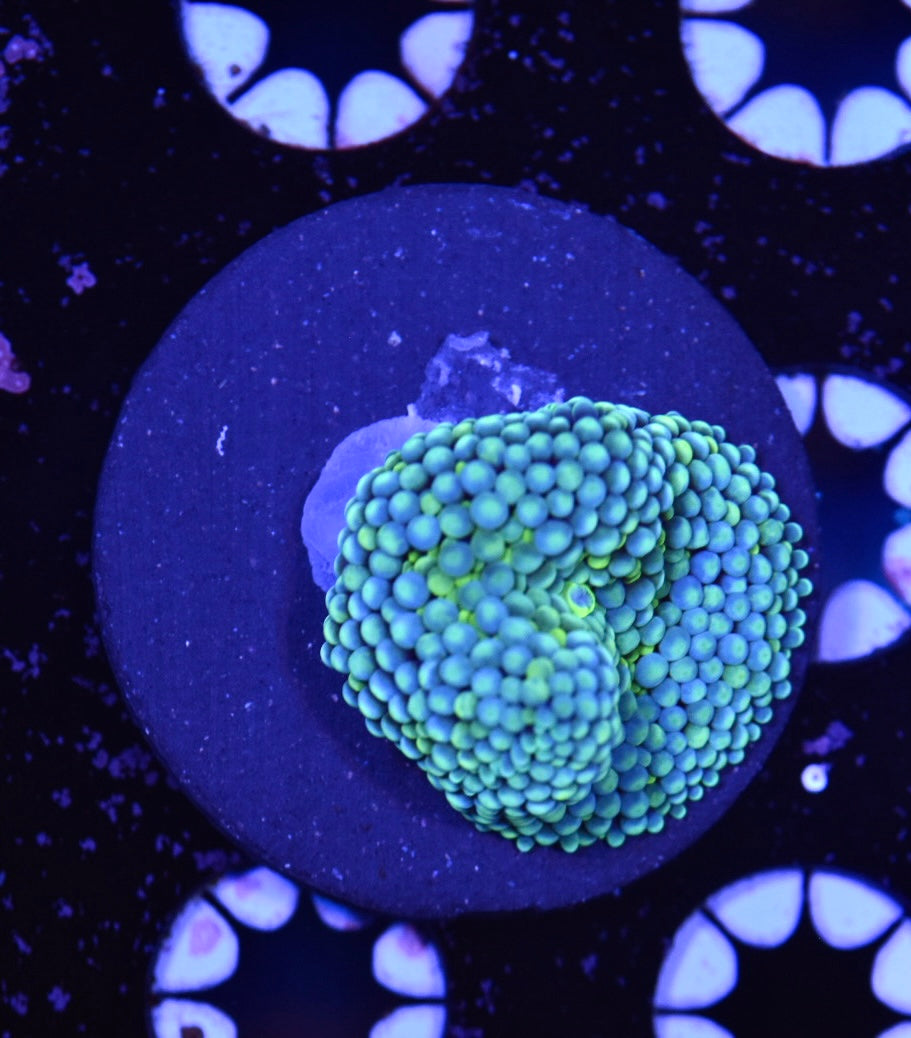 WYSIWYG Blue and Green Ricordea Mushroom 1.5"