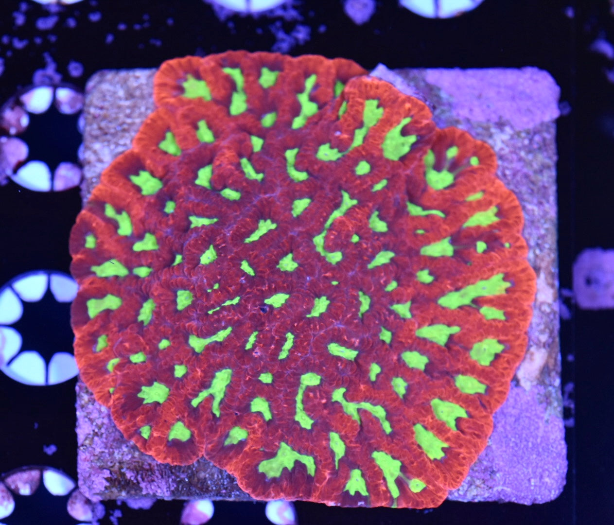 WYSIWYG Red and Green Maze Brain Colony 3.5" (WOW!)