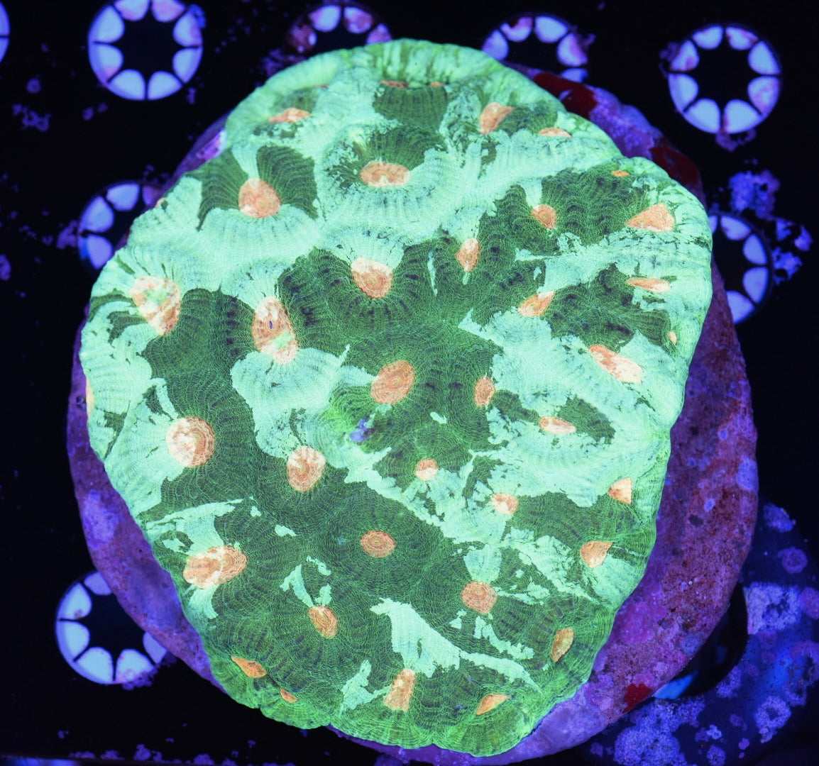 WYSIWYG Incredible Grafted Rainbow Favia Colony 5" (INSANE!)