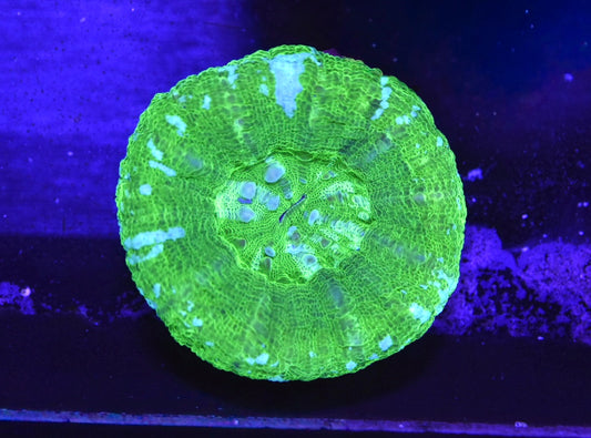 WYSIWYG Blue and Green Scolymia 2.5"