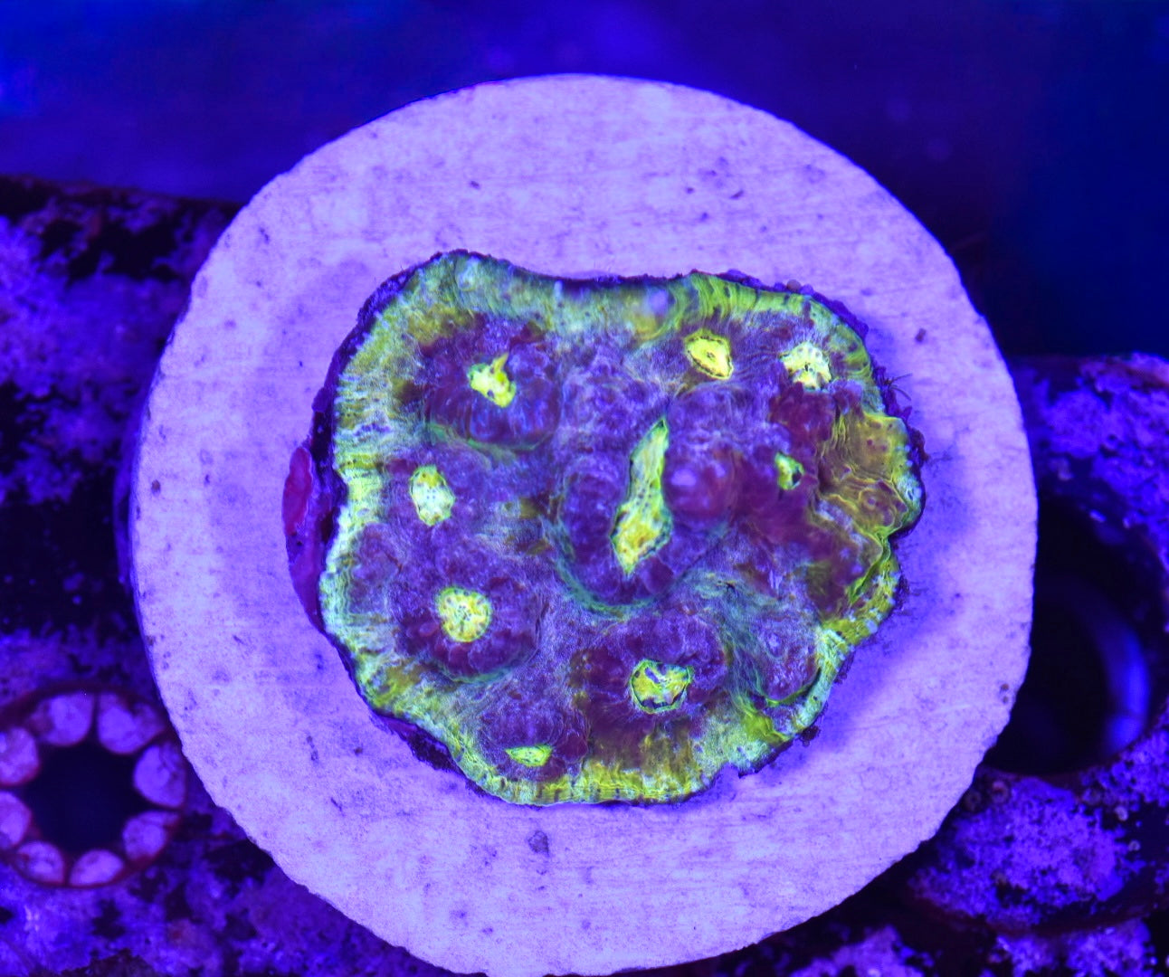 WYSIWYG Ultra Rainbow Chalice Colony 3" (WOW!!)