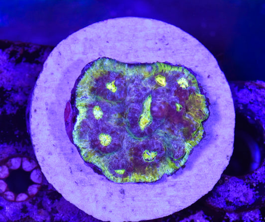 WYSIWYG Ultra Rainbow Chalice Colony 3" (WOW!!)