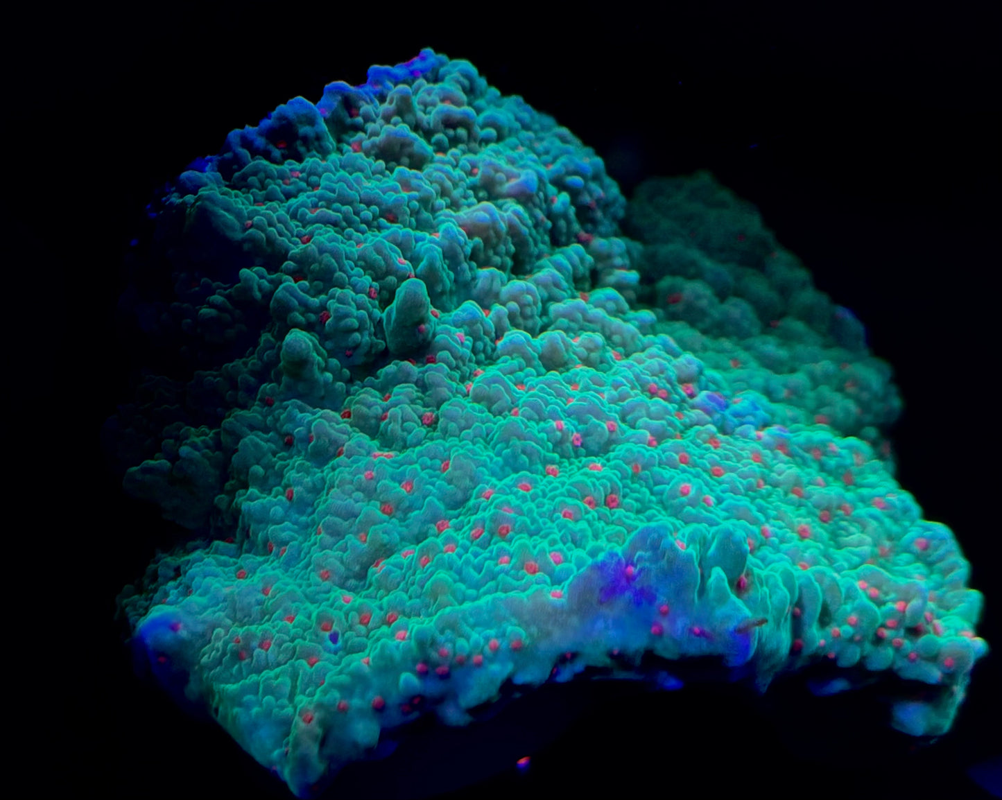 Seasons Greetings Montipora