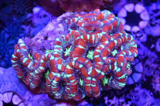 WYSIWYG Incredible Rainbow Asian Acan Colony 3.5" (CRAZY!)