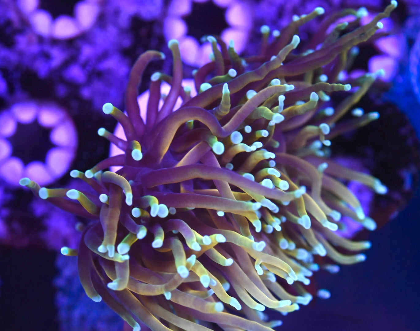 WYSIWYG Dragon Soul Torch 3.5" (SPLITTING HEAD!)