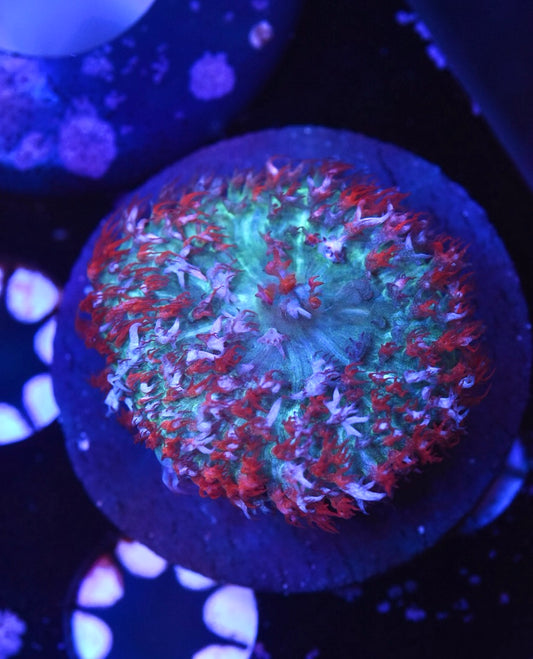 WYSIWYG St. Thomas Mushroom 2"