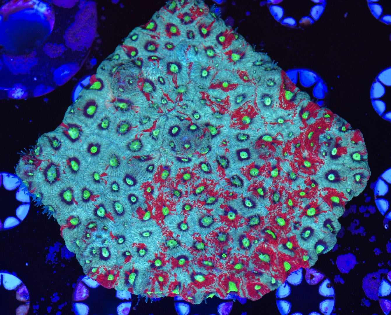 WYSIWYG War Coral Favia Colony 3.5"