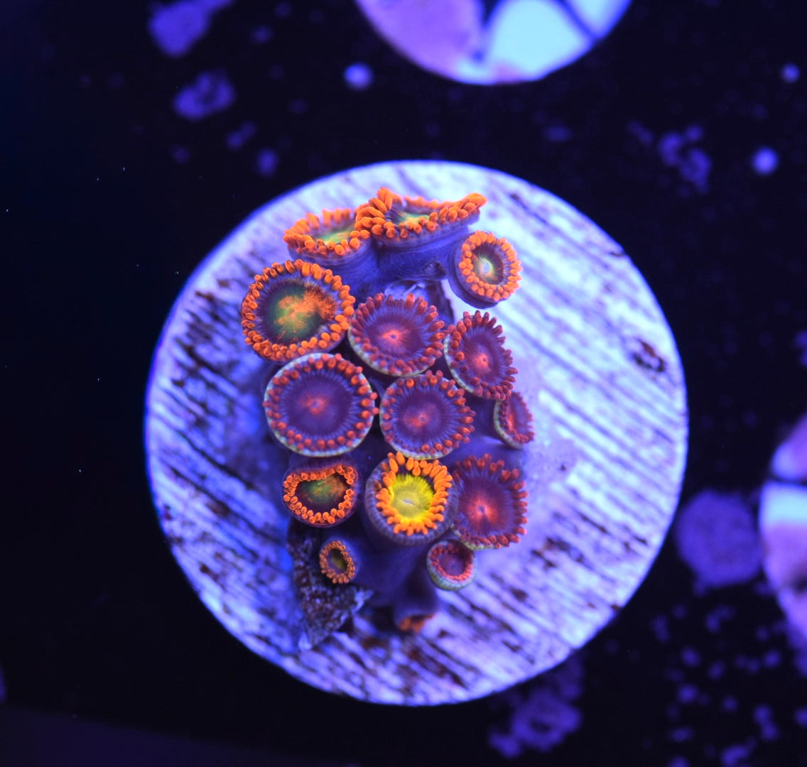 WYSIWYG Zoanthid Combo Frag