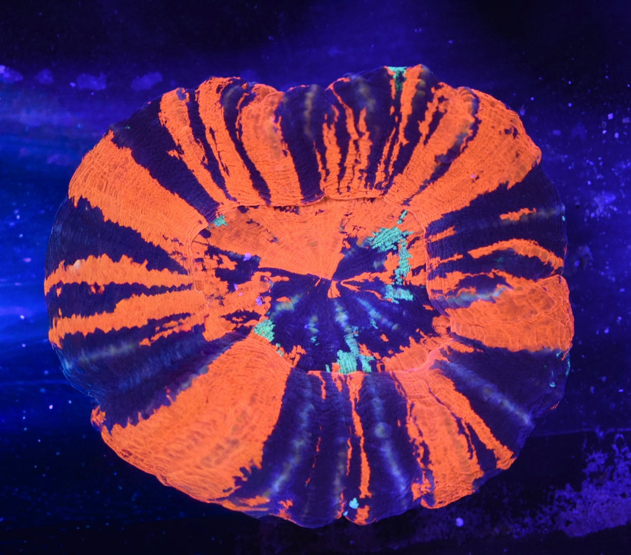 WYSIWYG XL Ultra Warpaint Scolymia 3.5" (WOW!)