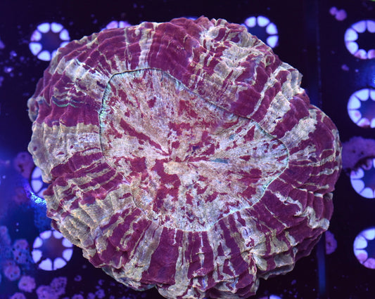 WYSIWYG Red and Gold Acanthophyllia 6" (CRAZY!)