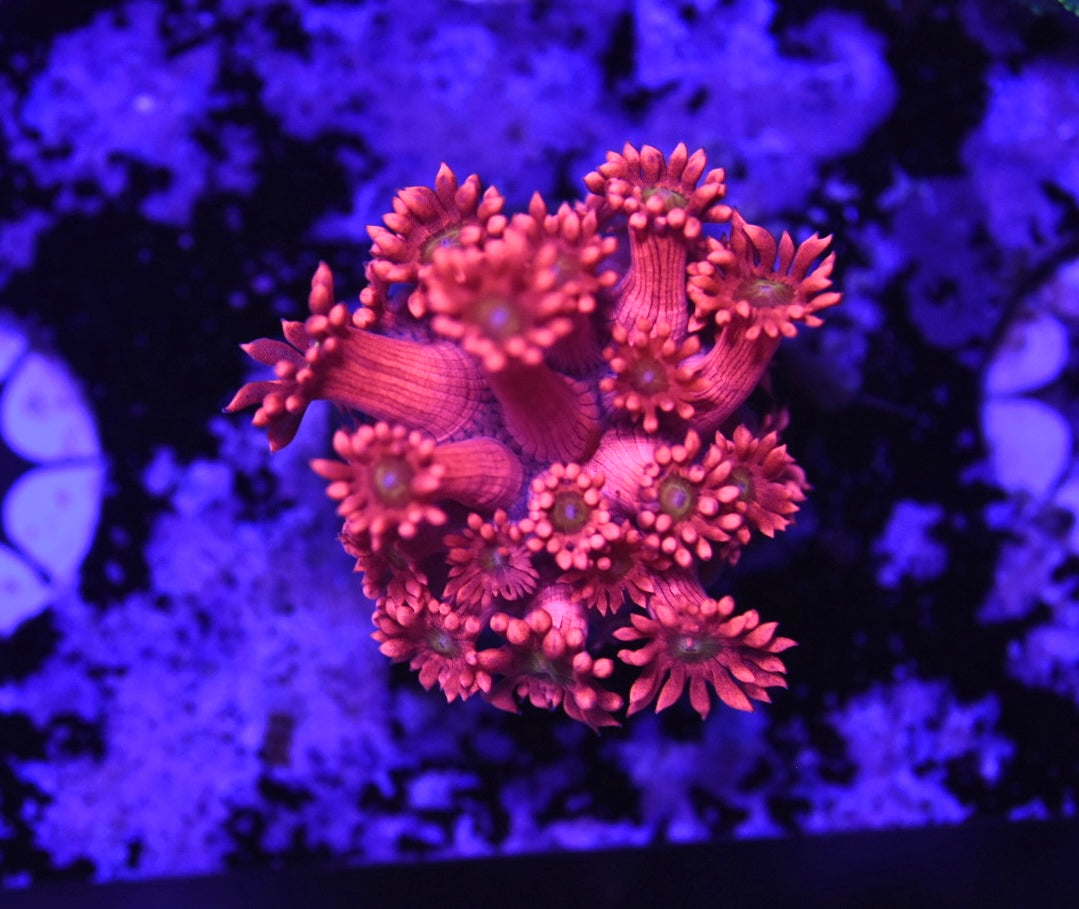 WYSIWYG Red Hot Goniopora 1.5" (WOW!)
