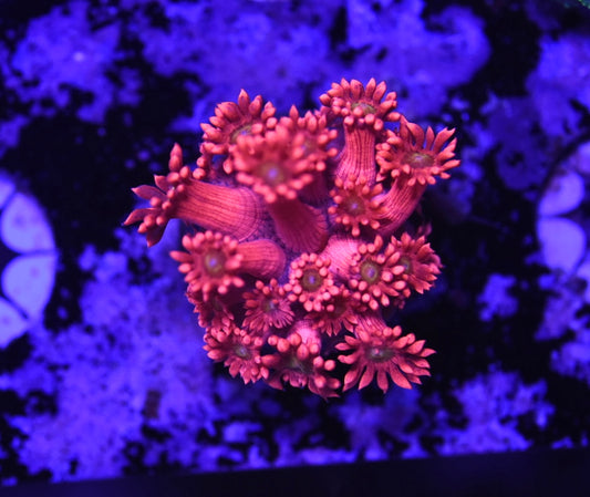 WYSIWYG Red Hot Goniopora 1.5" (WOW!)