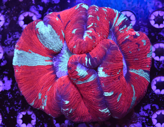 WYSIWYG Ultra Rainbow Trachyphyllia 5.5" (BRIGHT!)