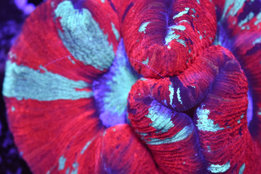 WYSIWYG Ultra Rainbow Trachyphyllia 5.5" (BRIGHT!)