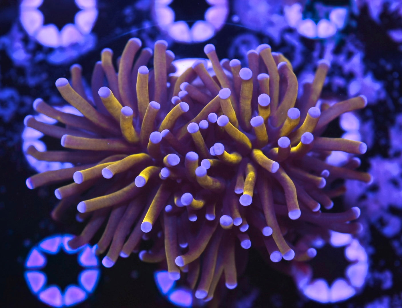 WYSIWYG 24k Gold Torch 3" (ALMOST THREE HEADS!)