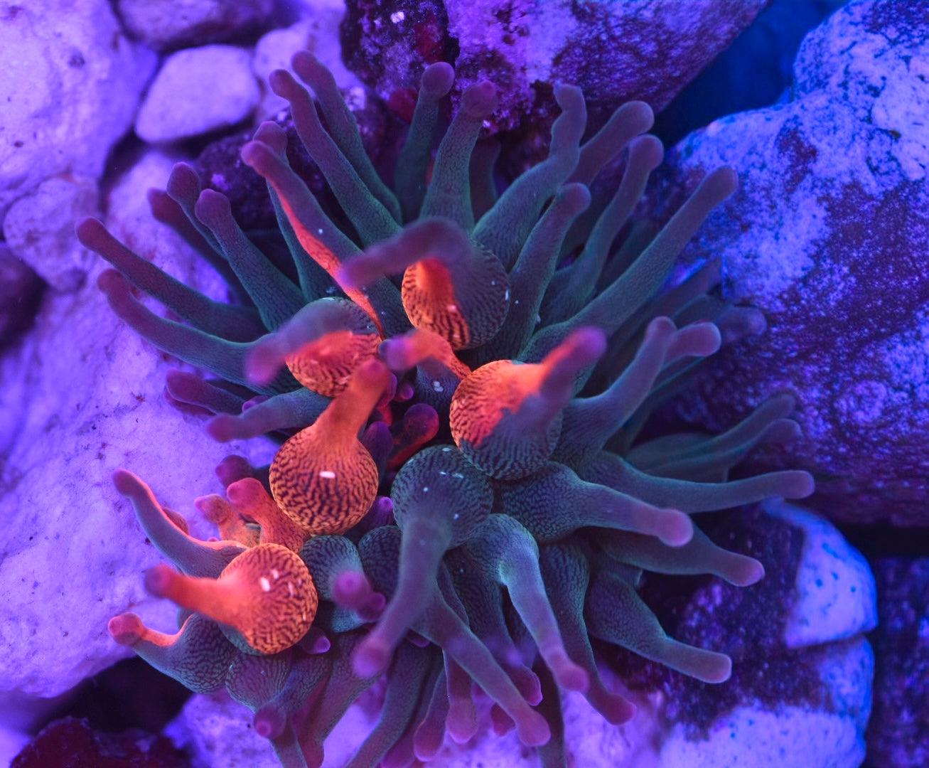 WYSIWYG Nexus Burst Bubble Tip Anemone 2.5" (WOW!)