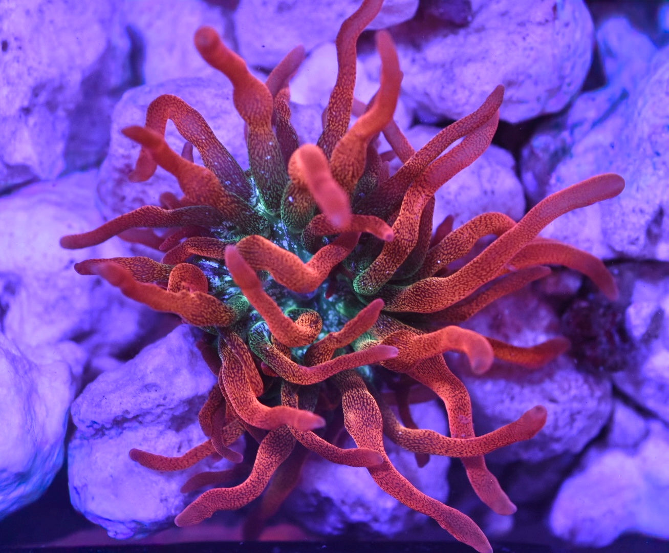 WYSIWYG Hawaiian Punch Bubble Tip Anemone 2.5"