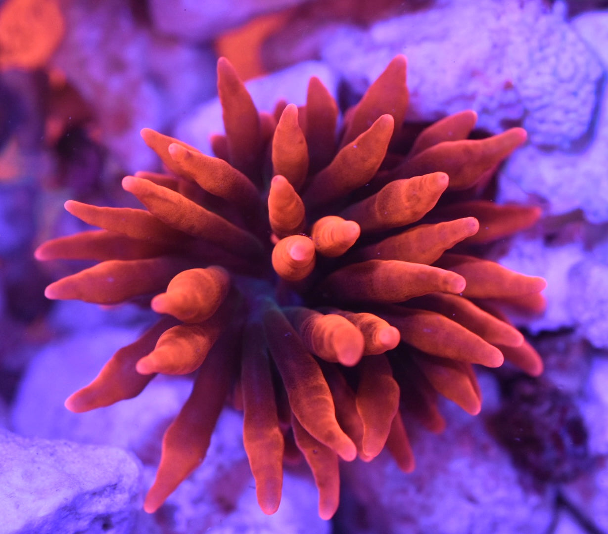 WYSIWYG Black Widow Bubble Tip Anemone 2.5"