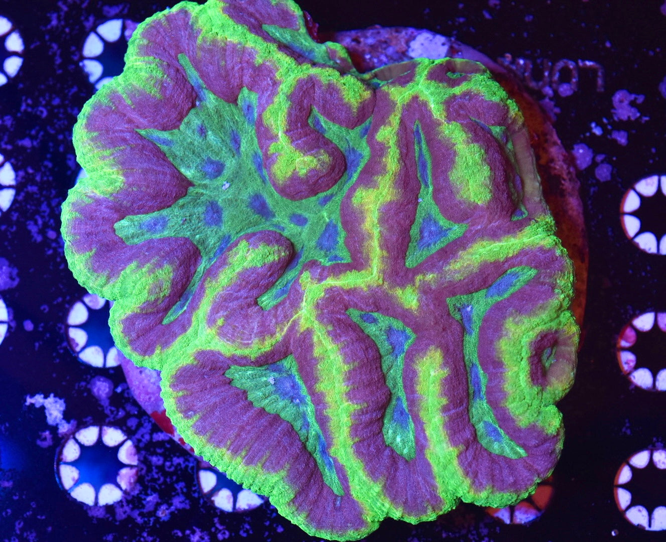 WYSIWYG Incredible Rainbow Symphyllia Colony 5.5" (INSANE!)