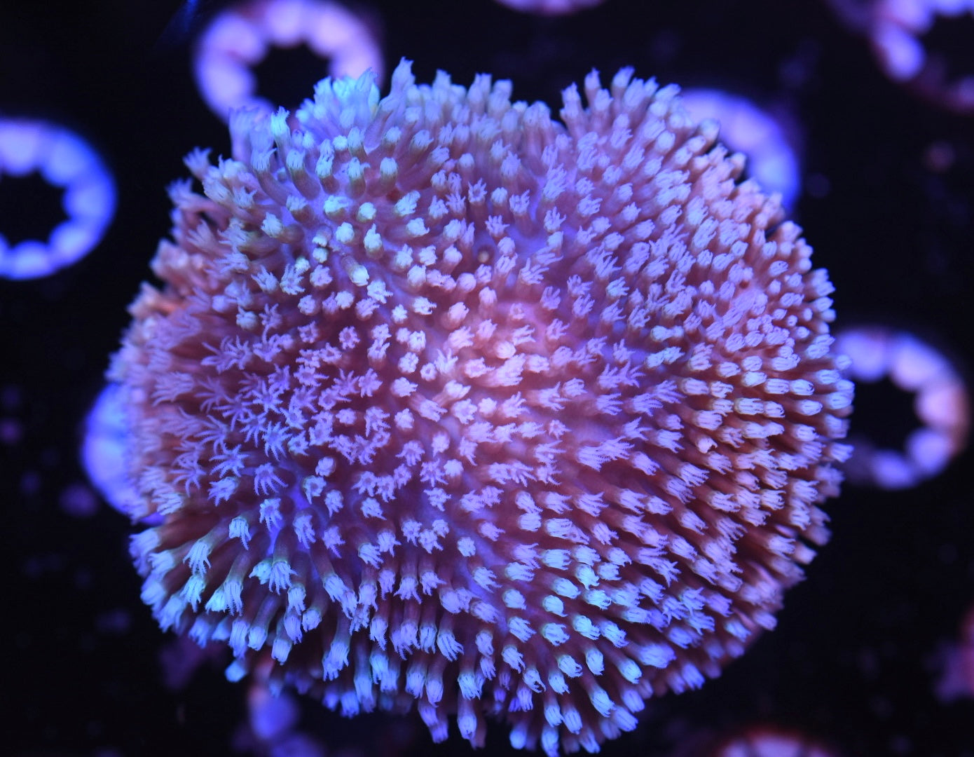 WYSIWYG White Polyp Toadstool Leather 3.5" (WOW!)