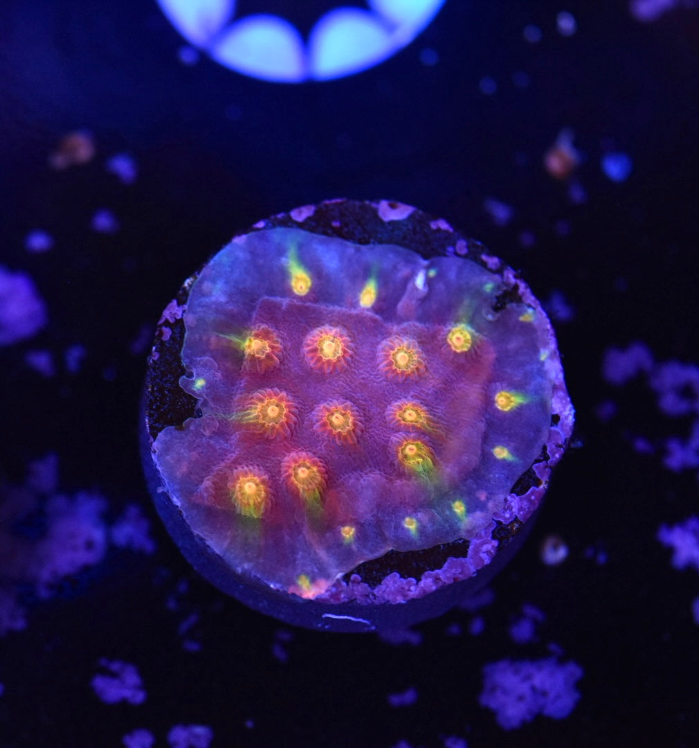 WYSIWYG JF Techno Cyphastrea Frag 1"