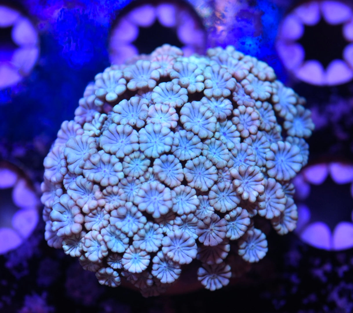 WYSIWYG Blue Rainbow Alveopora 2.5"