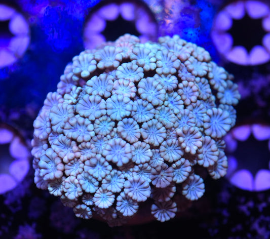 WYSIWYG Blue Rainbow Alveopora 2.5"