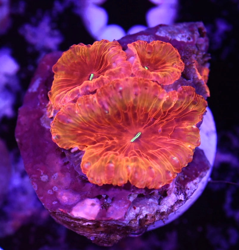 WYSIWYG Lava Lamp Rainbow Blastomussa 1.5" (WOW!)